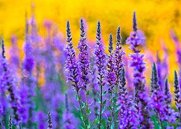 鹰角买断制手游《来自星尘》发布世界构成PV 2月27日发售